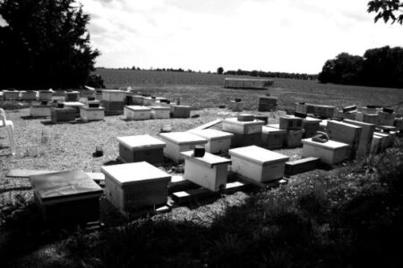 Keep Bees With Confidence and Courage Image